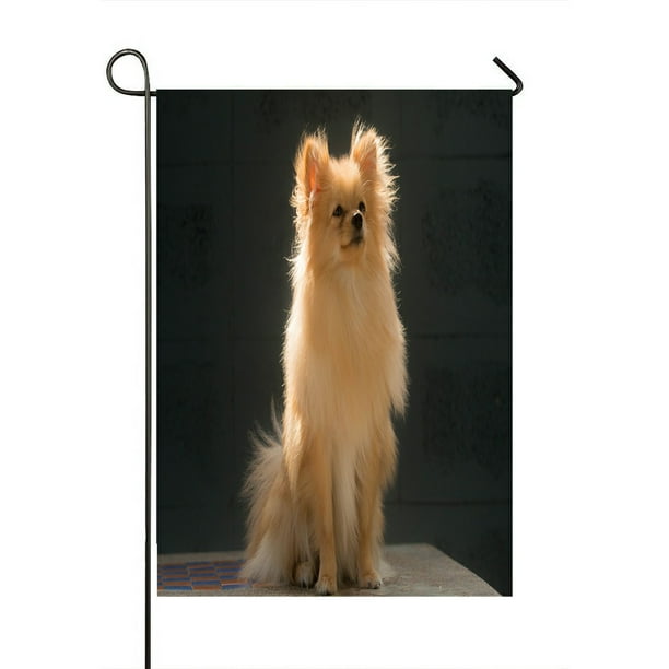 Abphqto Pomeranian Brown Dog Breed In Thailand Home Outdoor Garden Flag House Banner Size 28x40 Inch Com Abphqto Pomeranian Brown Dog Breed In, Dog Breed Garden Flags