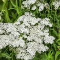 thumbnail image 4 of Achillea White Yarrow Drought Tolerant Wild Flower Seeds - 5 LBS, 4 of 5