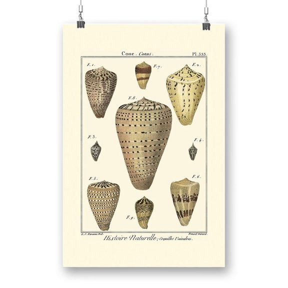 Cone Shells. Poster - Denis Diderot Designs,