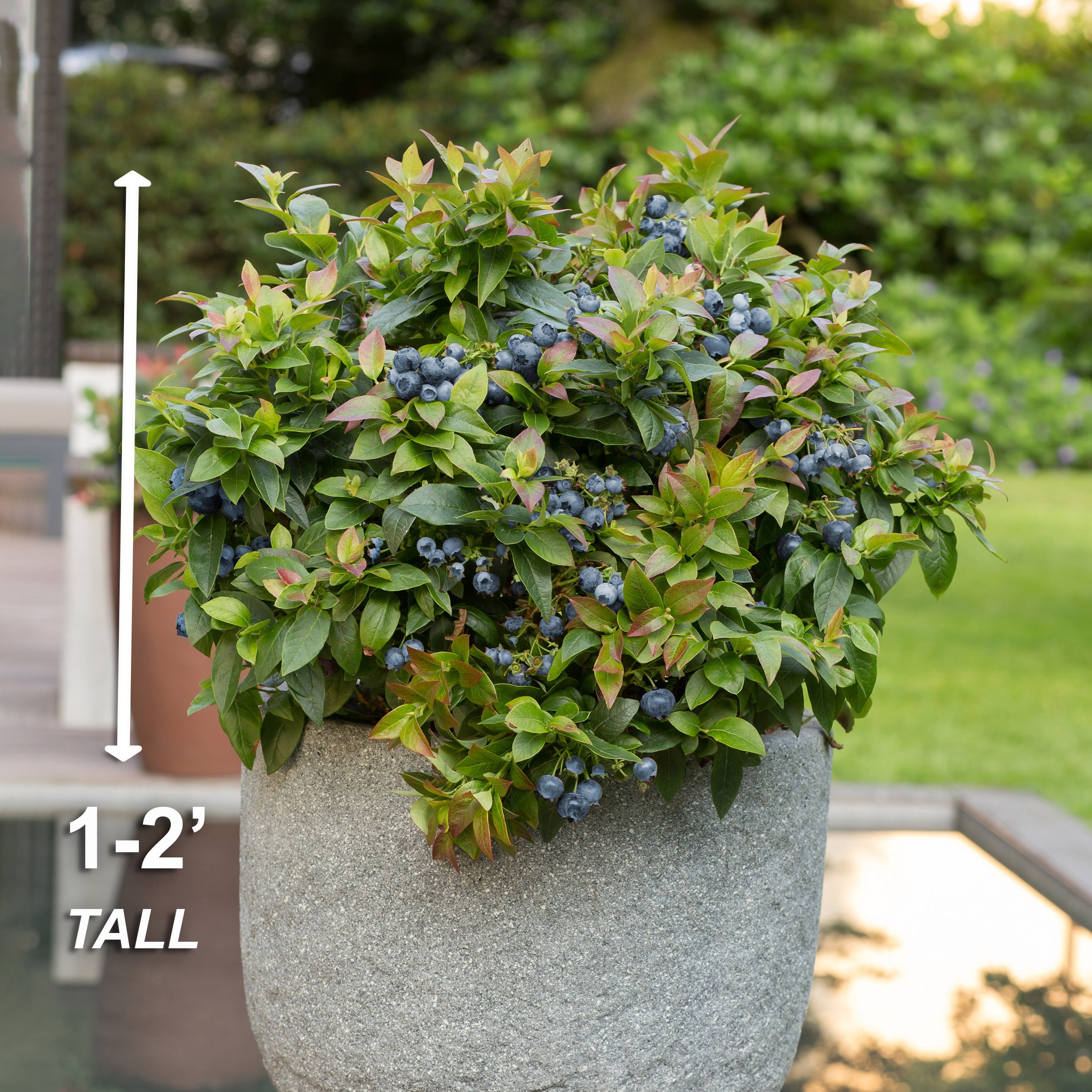 Bushel and Berry Jelly Bean® Blueberry, Bare Root, Non-GMO (Bag of 2) Spring Planting
