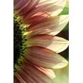 thumbnail image 2 of Putman, Tammy 23x32 Black Ornate Wood Framed with Double Matting Museum Art Print Titled - Sunflower IV, 2 of 4