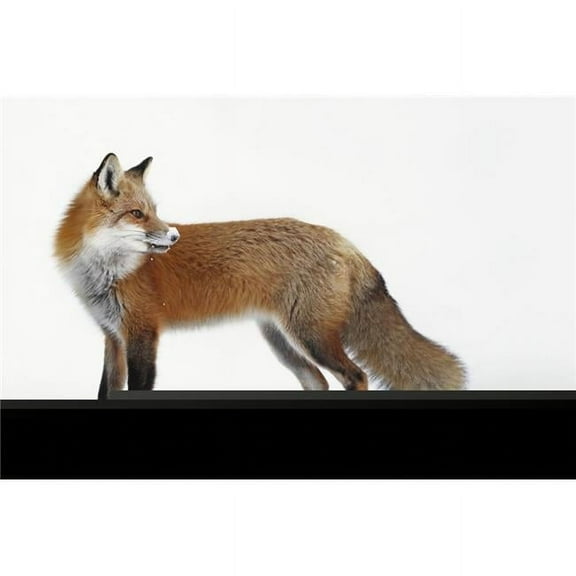 Posterazzi  Fox in The Snow - Montreal Quebec Canada Poster Print - 38 x 24 in. - Large