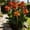 H, variant on Canna, Low Maintenance - Easy Grow - Ideal for Beds Borders, Plant Pots & Planters