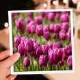 thumbnail image 7 of 3drose, Usa, Washington, Mt Vernon, Tulip Farm Field - Us48 Mfr0022 - Mfr, 12 Greeting Cards with Envelopes, 7 of 7