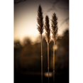thumbnail image 3 of Taylor, Glenn 11x14 Black Modern Framed Museum Art Print Titled - Grasses Trio, 3 of 5