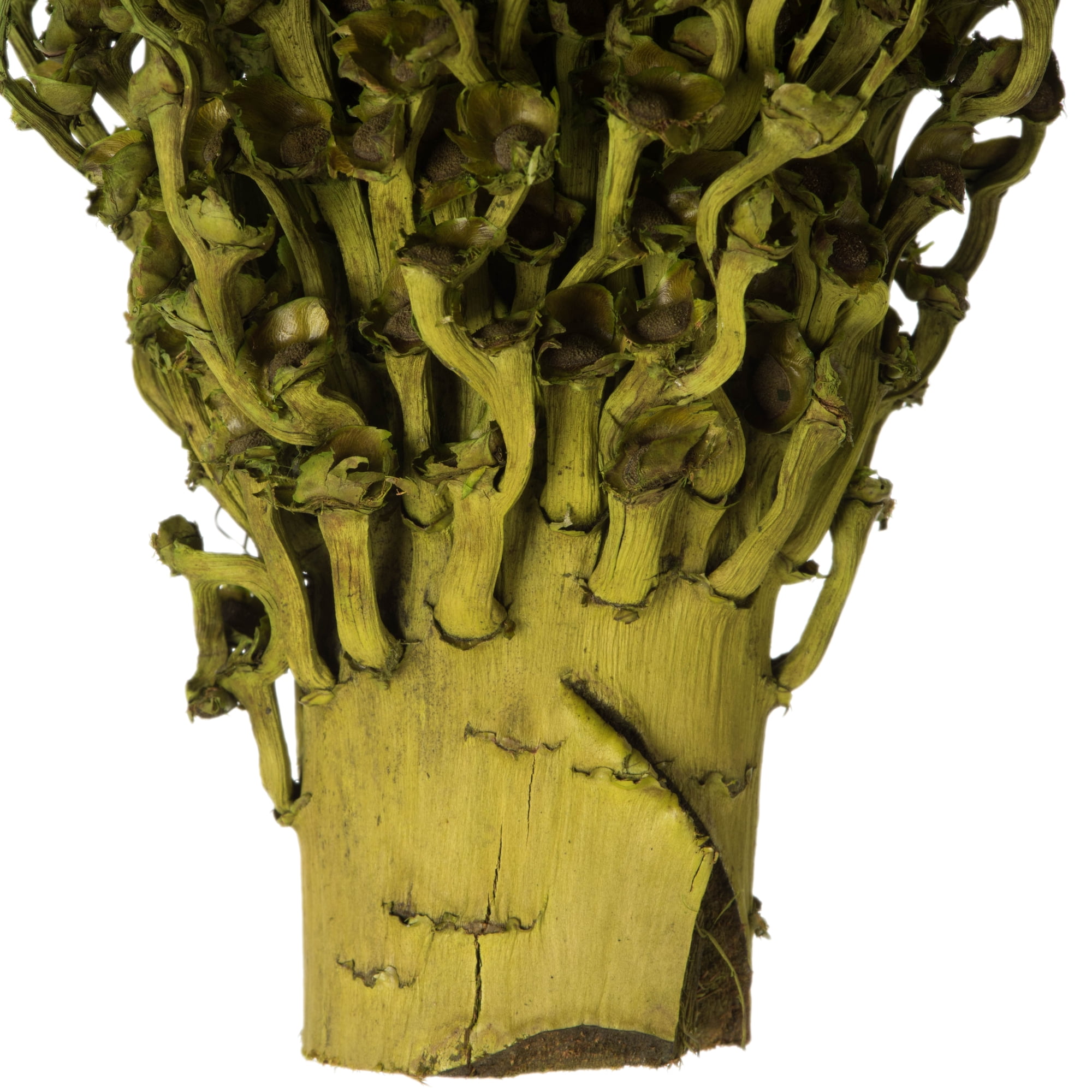 Vickerman 18 x 5" Basil Olympia Seed Pod - Small/Petite, 1 piece, Dried