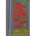 thumbnail image 2 of Day, Richard and Susan 11x14 Black Ornate Wood Framed with Double Matting Museum Art Print Titled - Red Maple tree in pine forest in fall-Alger County-Michigan, 2 of 4