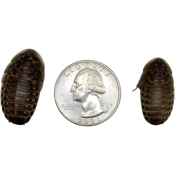 Dubia Roaches 400 Large