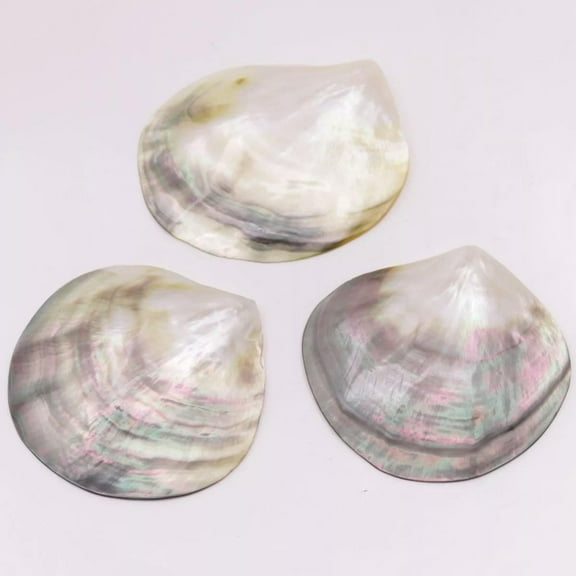 K-KED 3 PCS 55mm-65mm Natural Gray Black lip Shell Mother of Pearl Clam No Hole