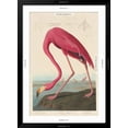 thumbnail image 5 of Art.com American Flamingo, 1838 Giclee Print by John James Audubon, Black Frame Wall Art, 32" x 44", 5 of 5
