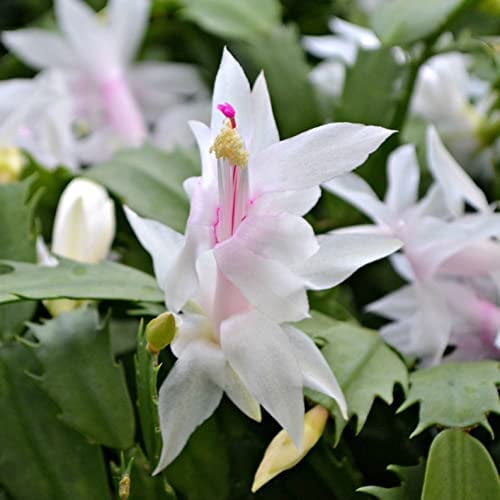 JM BAMBOO White Christmas Cactus Plant In 6 Inch Pot Zygocactus Holiday Seasons