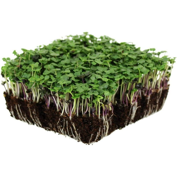 Organic Basic Salad Mix Microgreens Seeds - 1 Oz Resealable Bag - Use for Indoor Gardening, Growing Micro Greens & More | Micro Greens Salad Garden Seeds