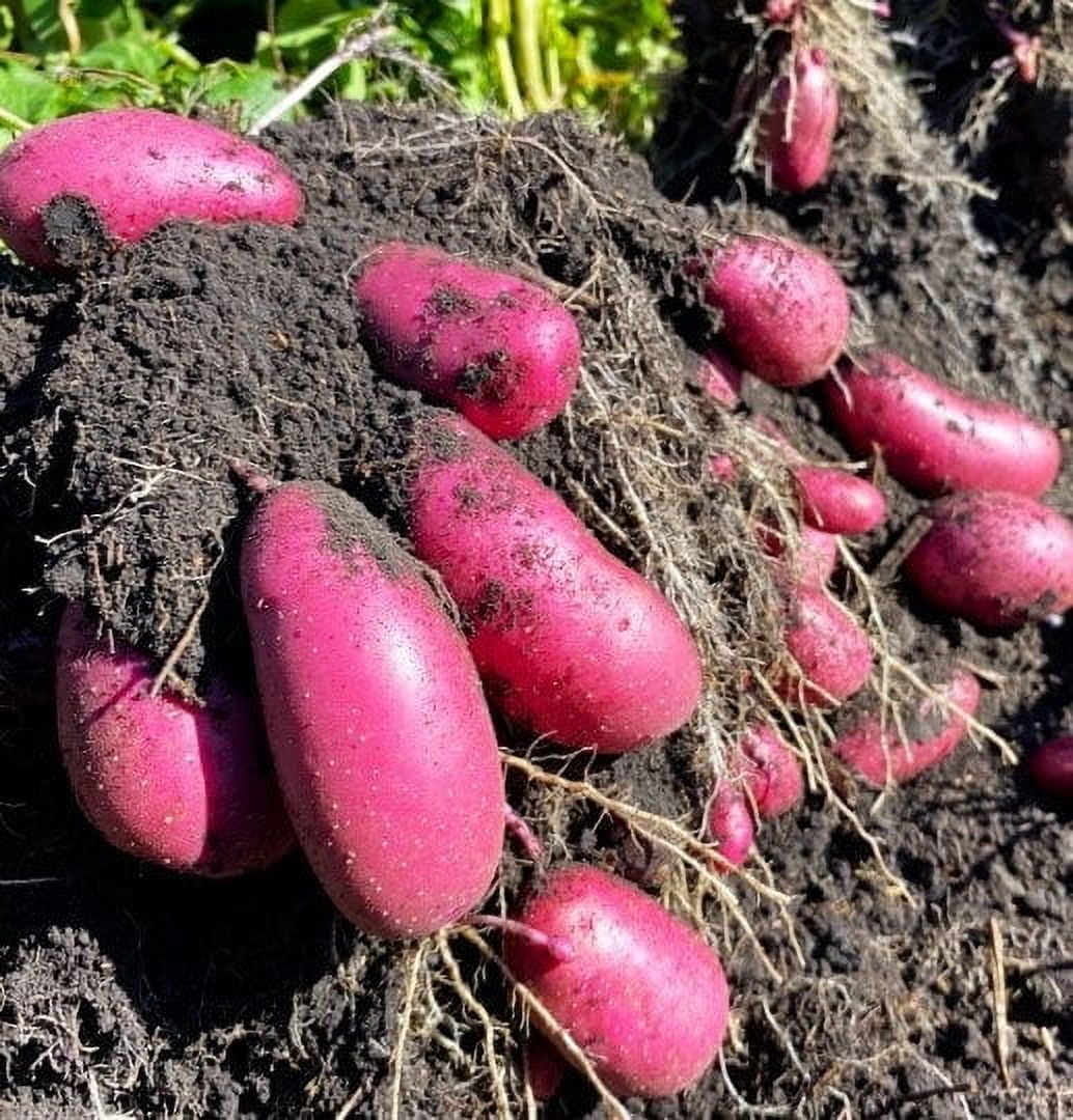 TomorrowSeeds - Red French Fingerling Seed Potatoes - USDA Certified for Growers Red Gold New Potato Bulb For Planting Vegetable Seeds 2025 - 15 Pounds