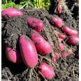 thumbnail image 2 of TomorrowSeeds - Red French Fingerling Seed Potatoes - USDA Certified for Growers Red Gold New Potato Bulb For Planting Vegetable Seeds 2025 - 15 Pounds, 2 of 10