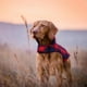 thumbnail image 3 of Ropa para perros Chaleco a cuadros de algodón para mascotas Velcro ropa gruesa y cálida para perros 899, 3 of 6