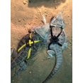 thumbnail image 3 of FrostHike 2 Harnais et Laisse Réglables pour Reptiles pour Lézard Gecko Dragon Barbu Promenade Extérieure, 3 of 5