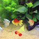 thumbnail image 1 of unbranded 2Ud De Peces Decorativos De Silicona Para Acuario Con Para Decorar Hogar, 1 of 6