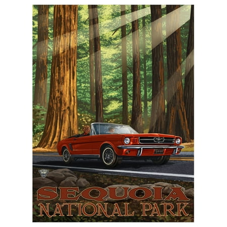 Sequoia National Park Mustang Giclee Art Print Poster by Paul A. Lanquist (9