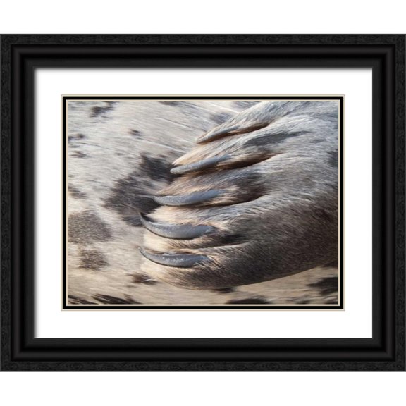 Paulson, Don 32x25 Black Ornate Wood Framed with Double Matting Museum Art Print Titled - Washington, Seabeck Harbor seal flipper