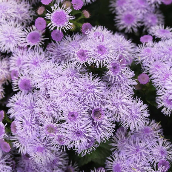 Ageratum - Blue Horizon Flower Garden Seeds - Approx 1000 Seeds - Ageratum houstonianum