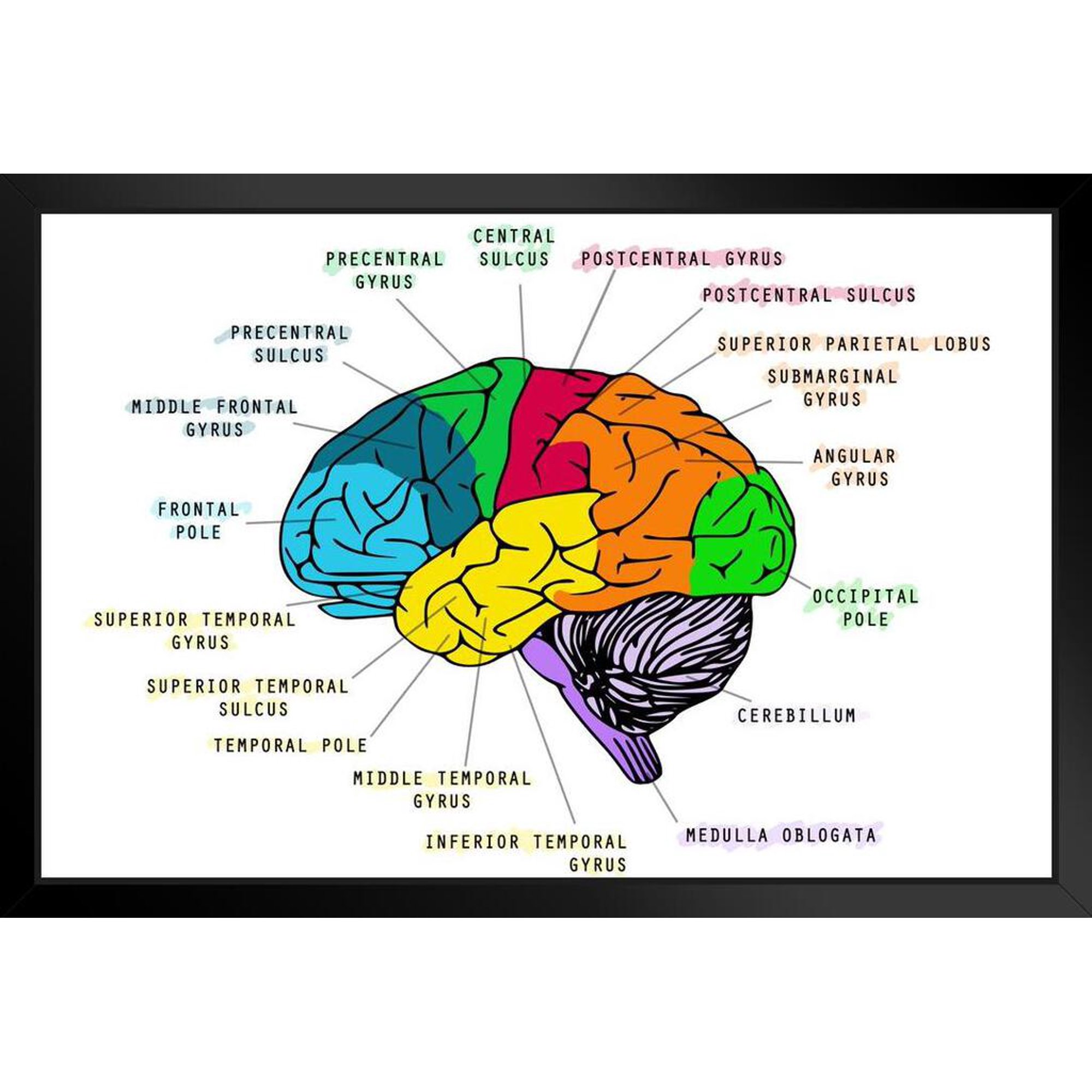 Head Components Brain Head And Brain Outline