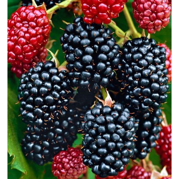Set 2 Navaho Thornless BlackBerry Plants Live for Planting, Blackberries Plants Fruit Bushes Outdoor Garden 4 to 6 Inch Tall