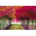 thumbnail image 2 of Delimont, Danita 14x11 White Modern Wood Framed Museum Art Print Titled - Forest Magic, 2 of 4