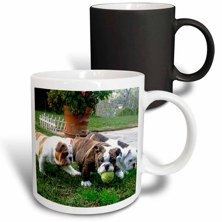 

3dRose English Bulldogs Play Ball Magic Transforming Mug 11oz