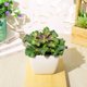 thumbnail image 5 of Gwong Decoración hogareña Flor artificial Planta suculenta Potería Pot Bonsai Inicio Balcón Decoración de escritorio Gwong 21037992, 5 of 7