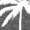 Dark Gray, variant on Cozymy Women's Boho Palm Tree Live Simple V-Neck Sleeveless T-Shirt Inspirational Casual Tank