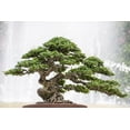 thumbnail image 3 of ⭐ PREMIUM Bonsai Soil Potting Mix by Gardenera Labs - Optimal Balance for Healthy Bonsai Growth and Nutrient Retention - 1 QUART, 3 of 3