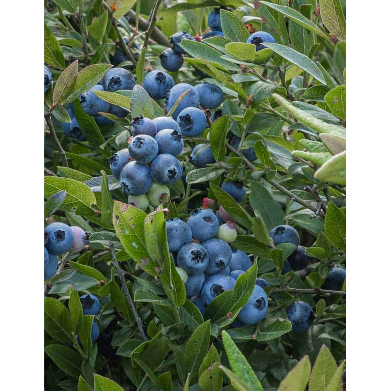 Expert Gardener 2.5QT Blueberry Edible Fruit Deciduous Live Plants