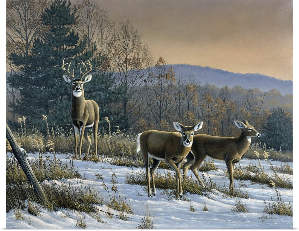 Great BIG Canvas "Prime Time Whitetail Deer" Art Print