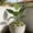 Green#02, variant on weibbin Artificial Banana Leaf Plant 29 Inch, Monstera Philodendron Decorative Stem, Indoor Courtyard Greenery Ornament