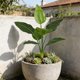 thumbnail image 1 of Decoración artificial de hoja de plátano, monstera y planta de filodendro para patio interior, salón y tapices de pared, adorno de plástico plástico verde de 31 pulgadas con hoja falsa, 1 of 6