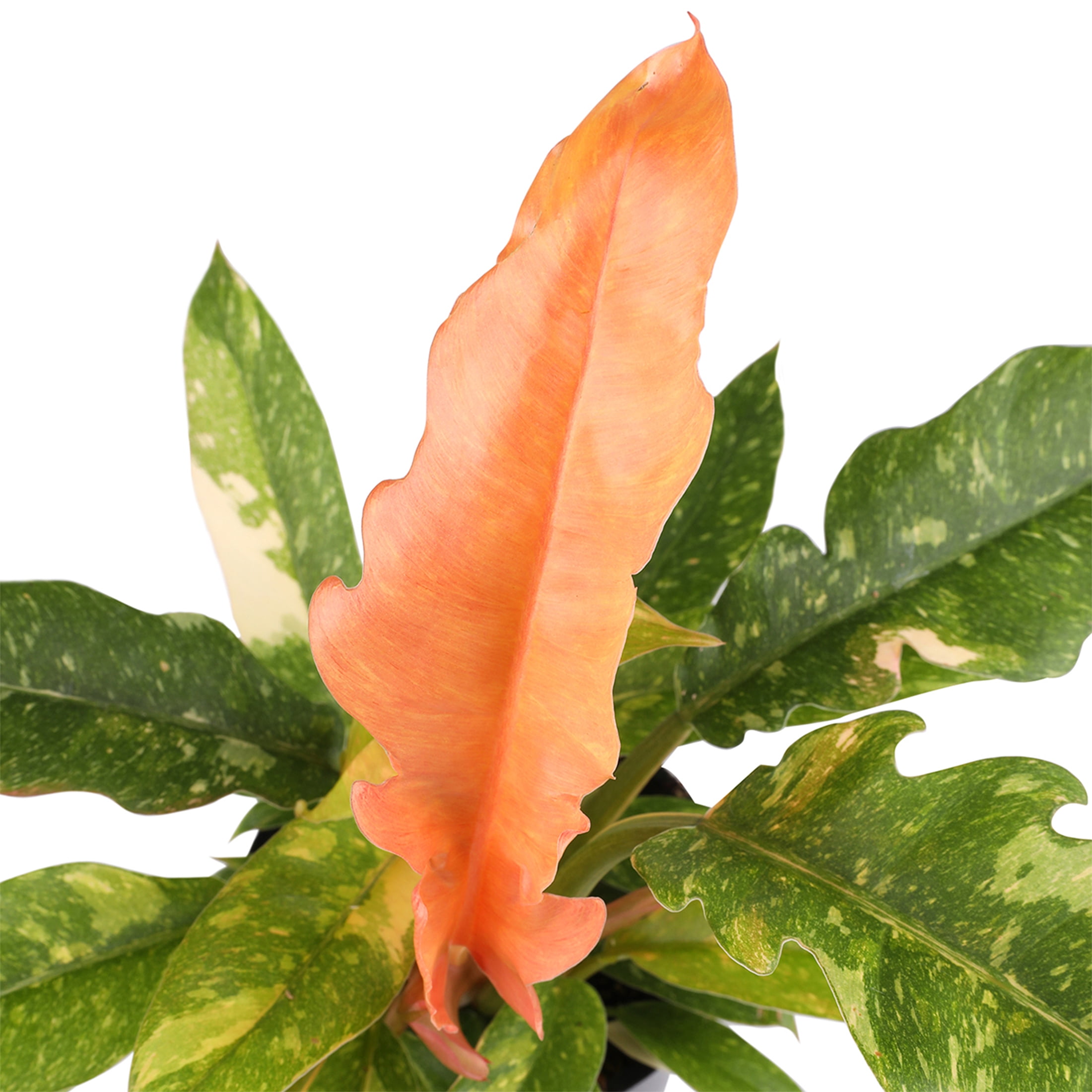 Green Circle Growers 10" Fancy Philo Ring of Fire, Live Indoor Tropical Houseplant