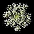 thumbnail image 2 of Christensen, Jim 26x26 White Modern Wood Framed Museum Art Print Titled - Queen Annes Lace II, 2 of 4