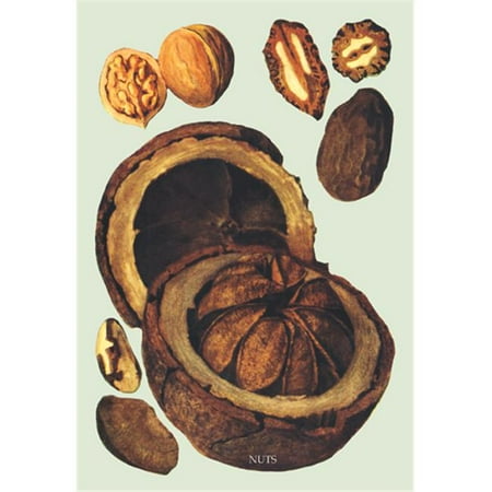 Buy Enlarge 0-587-08338-7P20x30 Nuts no. 1- Paper Size P20x30