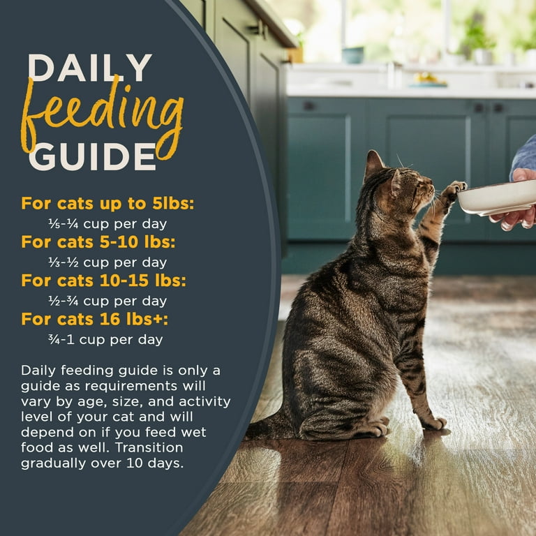 How Much Should I Dry Food What To Feed A Week Old Kitten Reveal