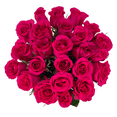 thumbnail image 4 of 25 Fresh Cut Hot Pink Fresh-Cut Roses with Free Hand-Blown Glass Vase (Fresh-Cut Roses, Hot Pink), 4 of 6