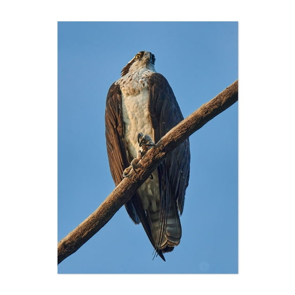 Osprey - Photography Wildlife Bird Nature Animal Scenic Woodland Vintage Unframed Wall Art Print 4 x 6 inches