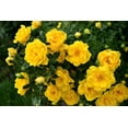 thumbnail image 2 of 5 * SEEDS * YELLOW CLIMBING ROSE Rosa Bush Vine Climber Fragrant Butterfly Flower Seeds, 2 of 10