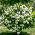 thumbnail image 2 of Old Fashion Snowball Viburnum Plant White Viburnum Shrub Viburnum Highbush Starter Plant 4 to 12 Inch Tall in 4 Inch Pot - Dormant in Winter, 2 of 6