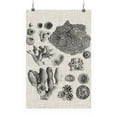 thumbnail image 1 of Coral Specimen Ii Poster - Vision Studio Designs,, 1 of 3