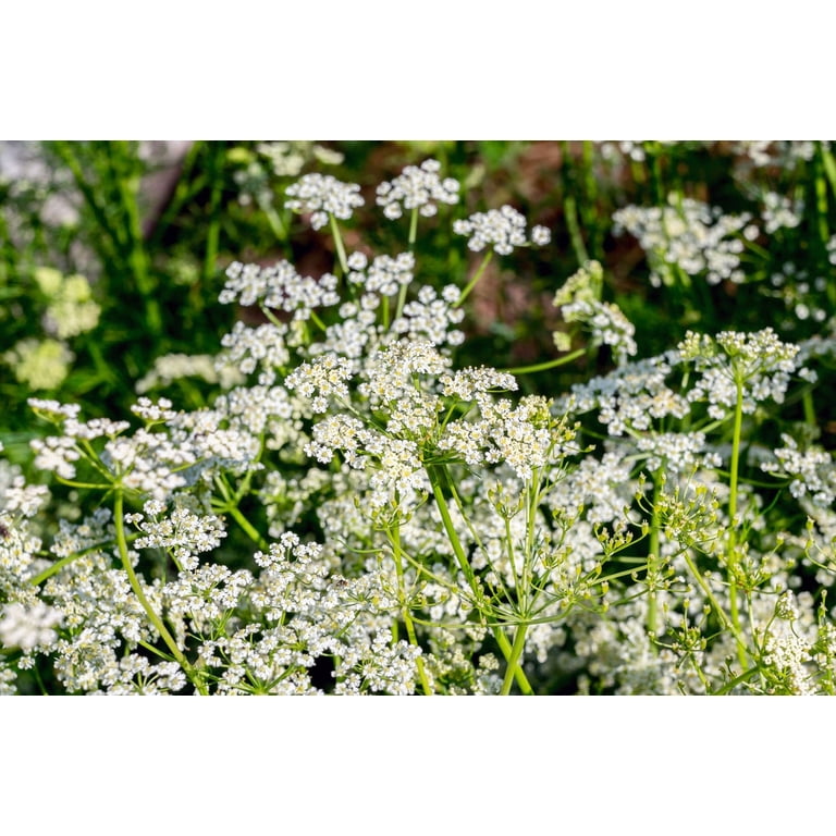 TomorrowSeeds - Caraway Seeds - 4500+ Count - For 2026 Planting Non-GMO  Heirloom Herbs Vegetable USA - Walmart.com