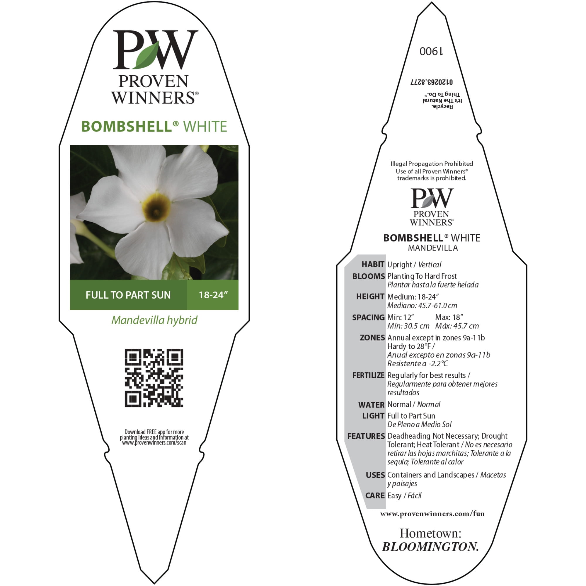 Proven Winners 5" Bombshell White Rocktrumpet Live Plant in 4.5" Pot (4 Count)