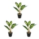 thumbnail image 2 of Planta de tortuga Billuyoard ecológica de bajo mantenimiento artificial para decoración de hogar y oficina, 2 of 6