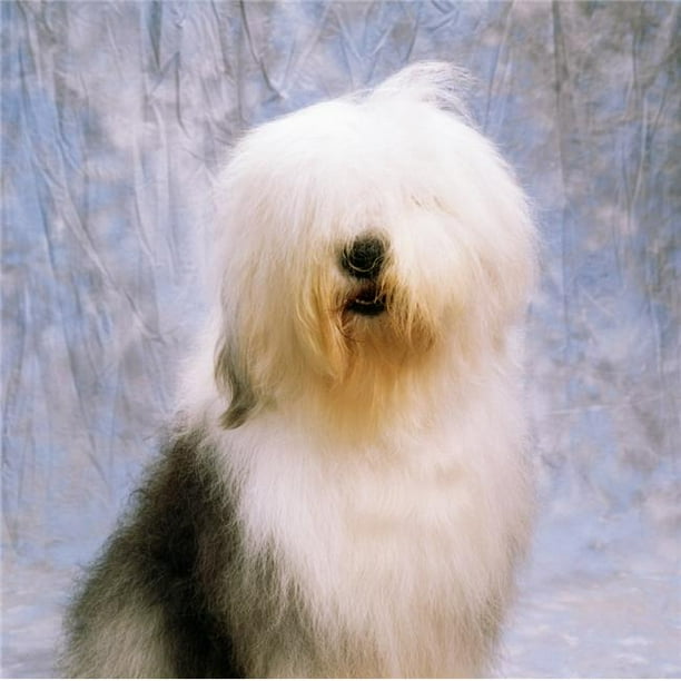 Old English Sheepdog Poster Print by The Irish Image Collection