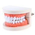 Zcyifa teeth model Teeth Model Standard Dental Teaching Study Typodont