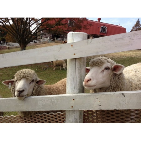 Canvas Print Ranch Mountain Japan Fence Sheep Stretched Canvas 32 x (Best Fence For Sheep)